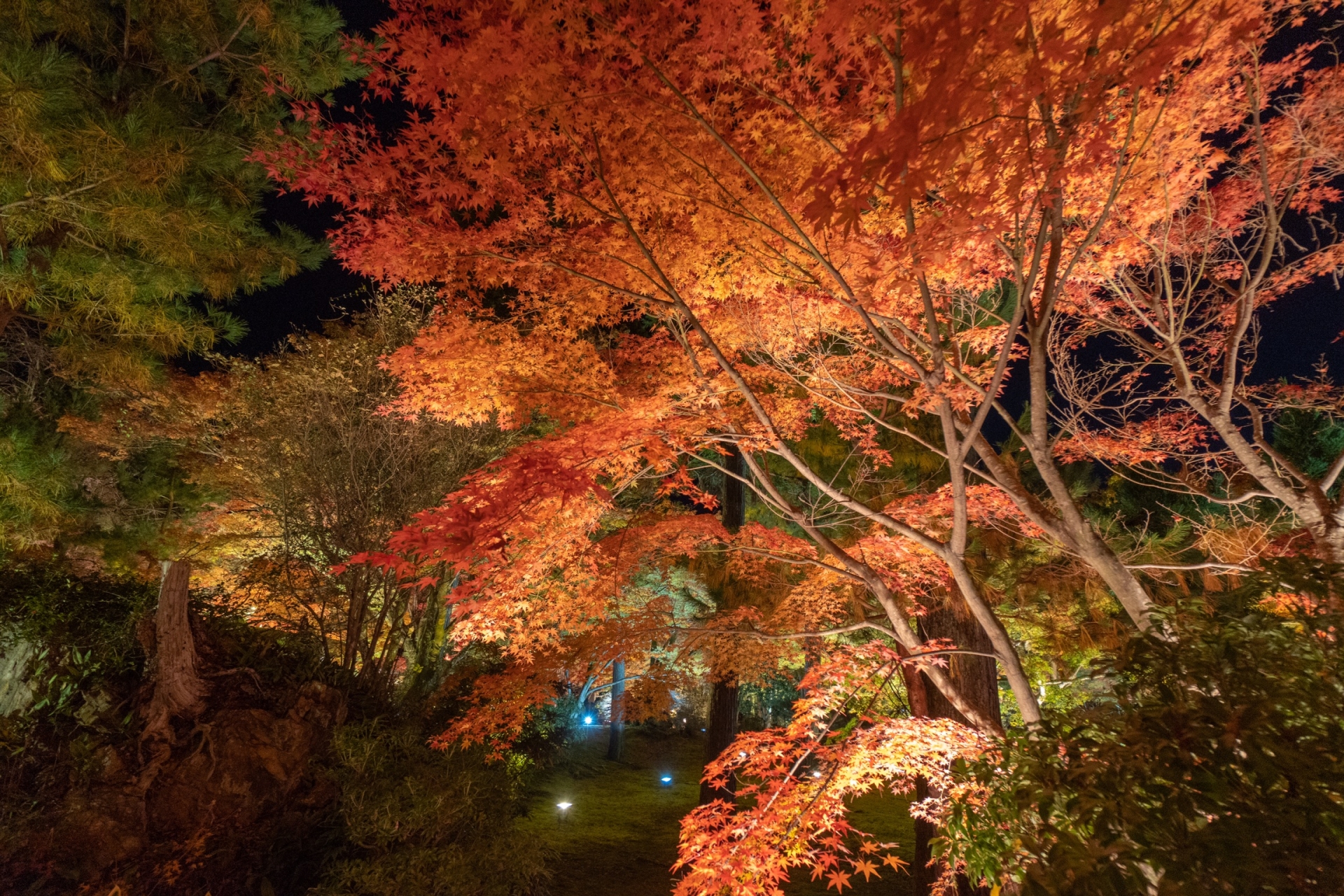 高台寺夜間拝観